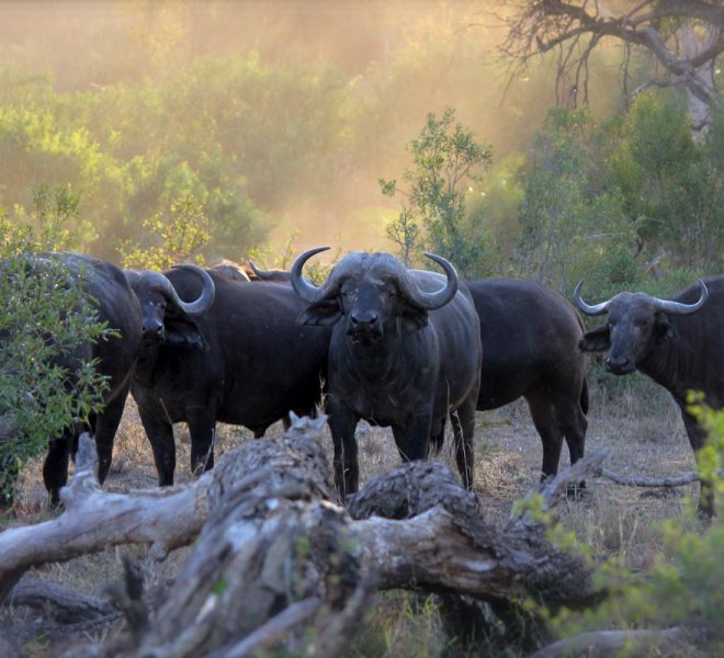 Janala Tours and Safaris - Chobe buffalos