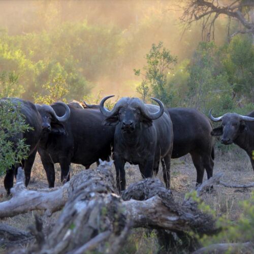 Janala Tours and Safaris - Chobe buffalos