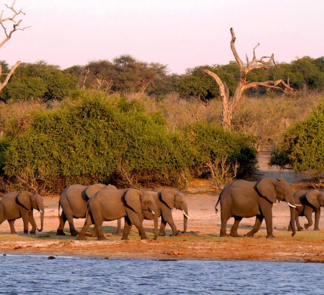Janala Tours and Safaris - Chobe elephant