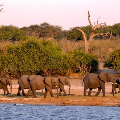 Janala Tours and Safaris - Chobe elephant