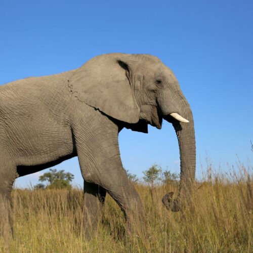 Janala Tours and Safaris - Chobe elephant