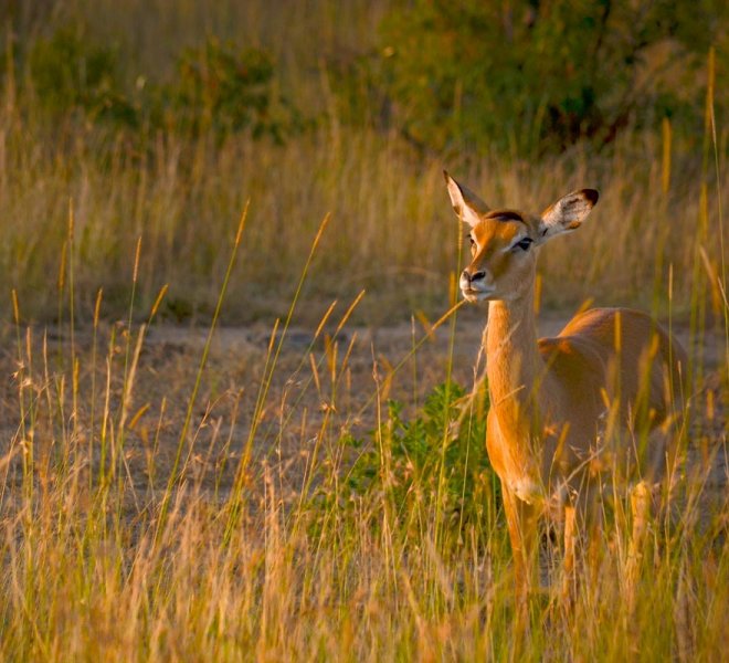 Janala Tours and Safaris - Chobe impala
