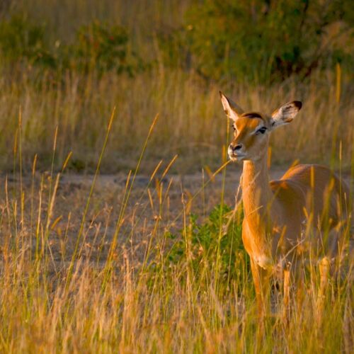 Janala Tours and Safaris - Chobe impala