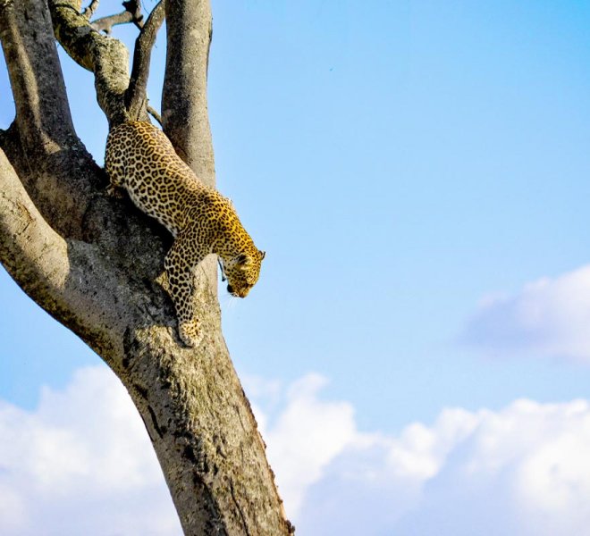 Janala Tours and Safaris - Chobe leopard