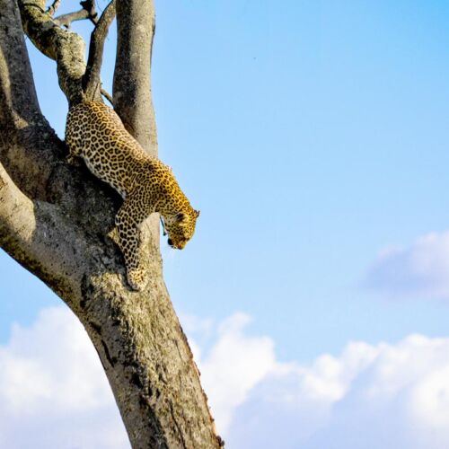 Janala Tours and Safaris - Chobe leopard
