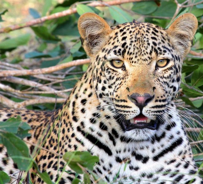 Janala Tours and Safaris - Chobe leopard