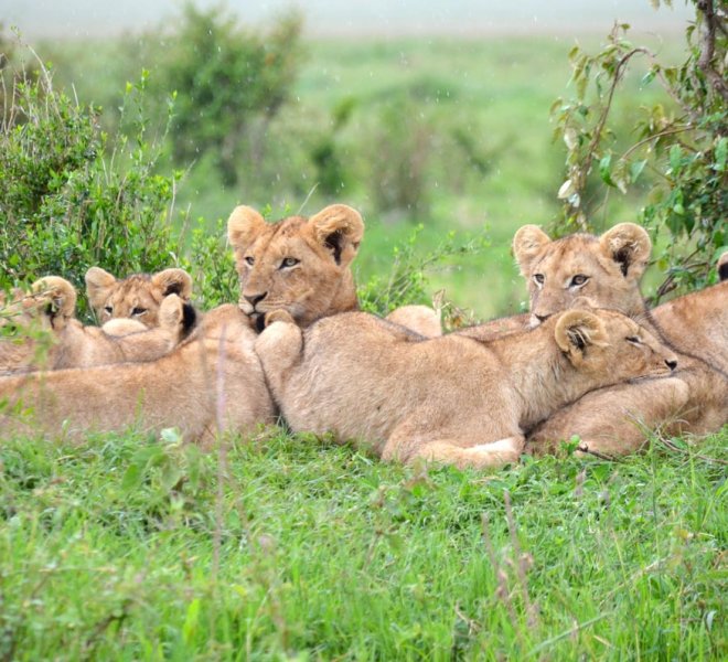 Janala Tours and Safaris - Chobe lions