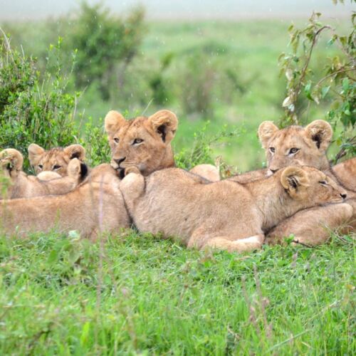 Janala Tours and Safaris - Chobe lions